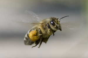 biene,pollen,honig,imker