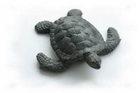 schildkröte,turtle